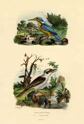 Kingfisher, 1833-39